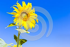 Sunflower on blue sky