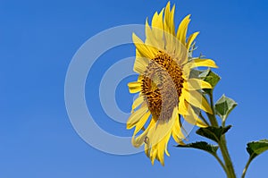 Sunflower with blue sky