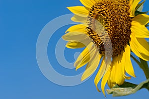 Sunflower with blue sky