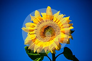 Sunflower with blue sky, allone in the field photo