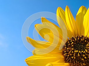 Sunflower and Blue Sky Background
