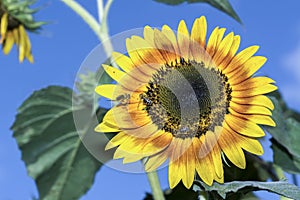 Sunflower on blue sky background. Bee on Sunflower pollination