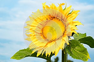 Sunflower on blue sky background. Sunflowers have abundant health benefits. Sunflower oil improves skin health and promote cell photo