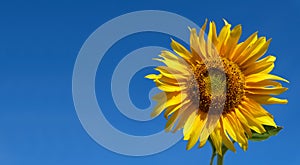 Sunflower with blue sky. Bee on the sunflower