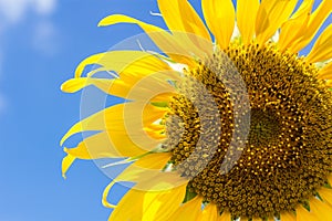 Sunflower on blue sky with cloud background