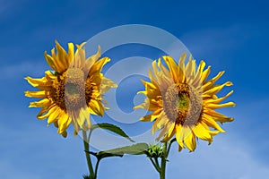 Sunflower with blue sky and clouds.