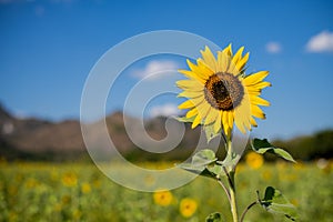 Sunflower with blue sky and mountain