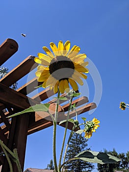 Sunflower and blue sky photo