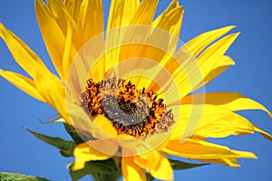 Sunflower on a blue sky