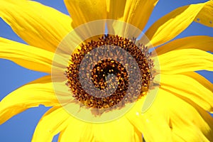 Sunflower on a blue sky