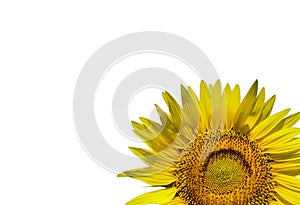 Sunflower and blue sky on the white background.