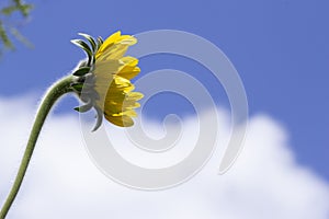 Sunflower with blue sky and white clouds background