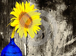 Sunflower on a blue vase with a black and white background