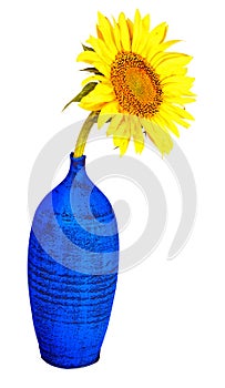 Sunflower on a blue vase isolated on white