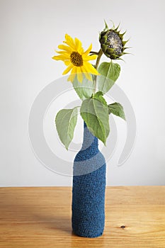 A sunflower in a blue vase with two different heads.