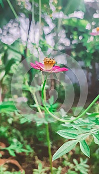 sunflower with blur background