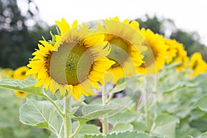 Sunflower blur on green background