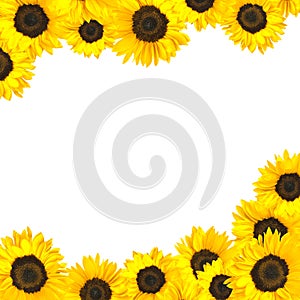 Sunflower Border Isolated on White