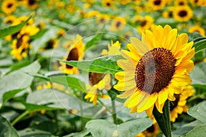 Sunflower in Botanical Garden Osaka Japan photo