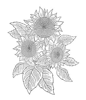 Sunflower bouquet drawing sketch. Three flowers with leaves. Agriculture plant harvest. Hand drawn black and white