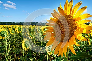 Sunflower - bright field with yellow flowers, beautiful summer landscape in sunset