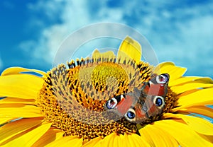 Sunflower and bright red butterfly against the blue sky. copy spaces