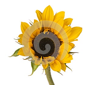 Sunflower Bright Single