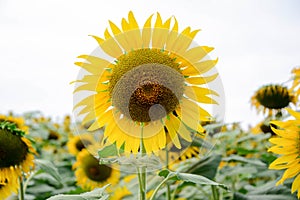 Sunflower among the bright weather, blue sky, and sunny day