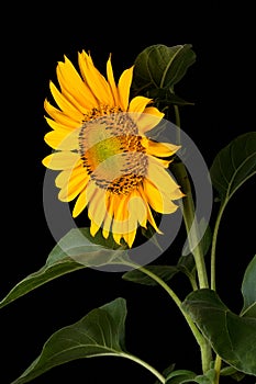 Sunflower, bright yellow flower isolated on black