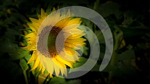 Sunflower with bright yellow leaves in the spotlight with a black background