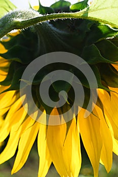 Sunflower on brright sunny day, macrophotography photo