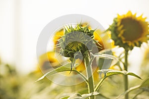 Sunflower bud