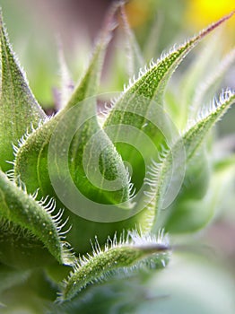 Sunflower bud