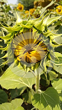 Sunflower bud