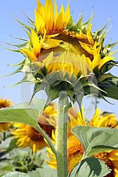 Sunflower bud