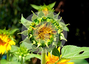 Sunflower bud