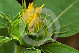 Sunflower bud