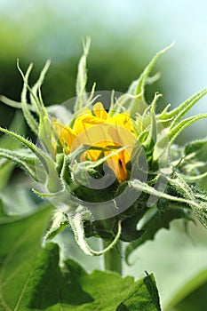 Sunflower Bud
