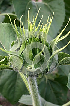 Sunflower bud