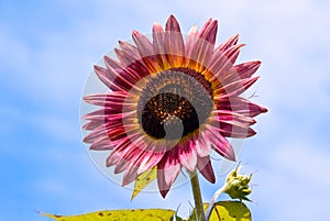 Sunflower with Bud Against Sky