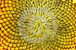 Sunflower bud at the beginning of seed ripening - top view of th