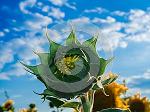 Sunflower bud in blossom under blue sky, close up