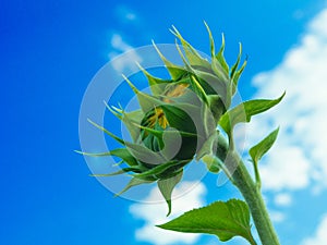 Sunflower bud in blossom under clear blue sky