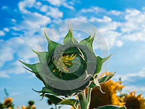 Sunflower bud in blossom under clear blue sky background, close upSunflower bud in blossom under clear blue sky background, clos