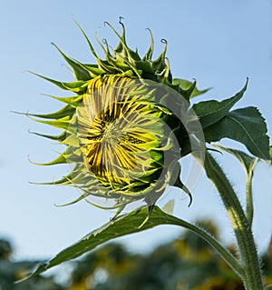 Sunflower Bud with Blue Sky