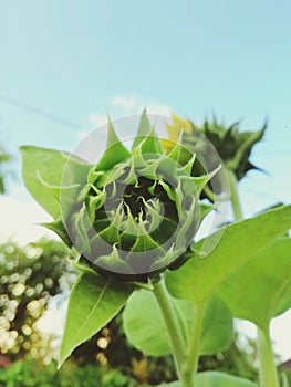 Sunflower bud and blue sky for your background or wallpaper