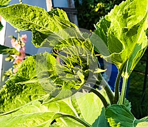 Sunflower bud close-up. Greenery on a summer day. Leaf veins close up. organic flora. Green background. Daylight