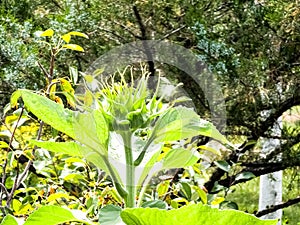 Sunflower bud close-up. Greenery on a summer day. Leaf veins close up. organic flora. Green background. Daylight