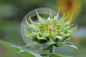 Sunflower bud with dew