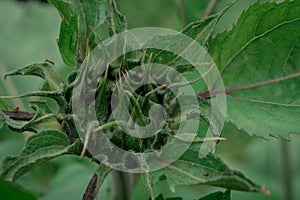 A sunflower bud in the early stages of unfurling in summer